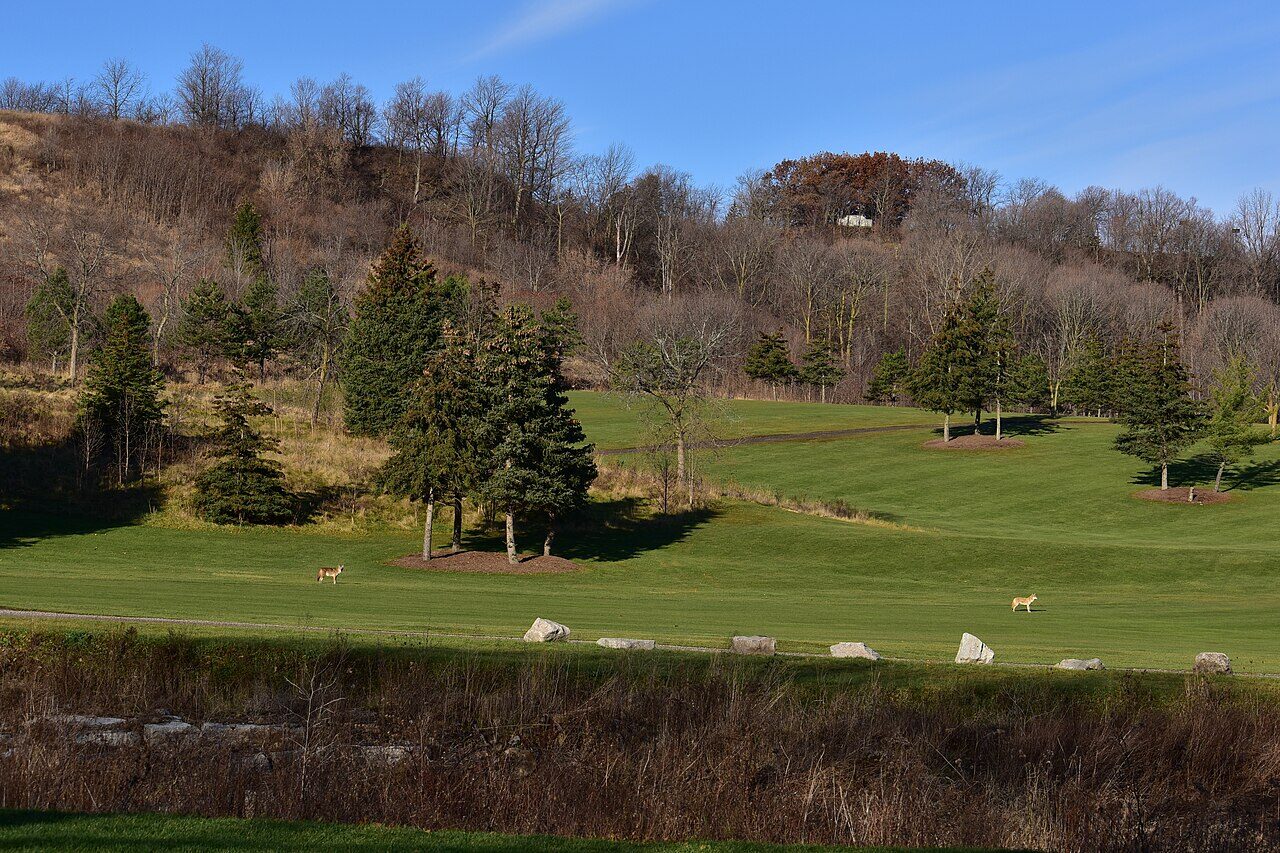 A fairway running up the Red Hill Valley at King's Forest Golf Club, the wooded escarpment behind
