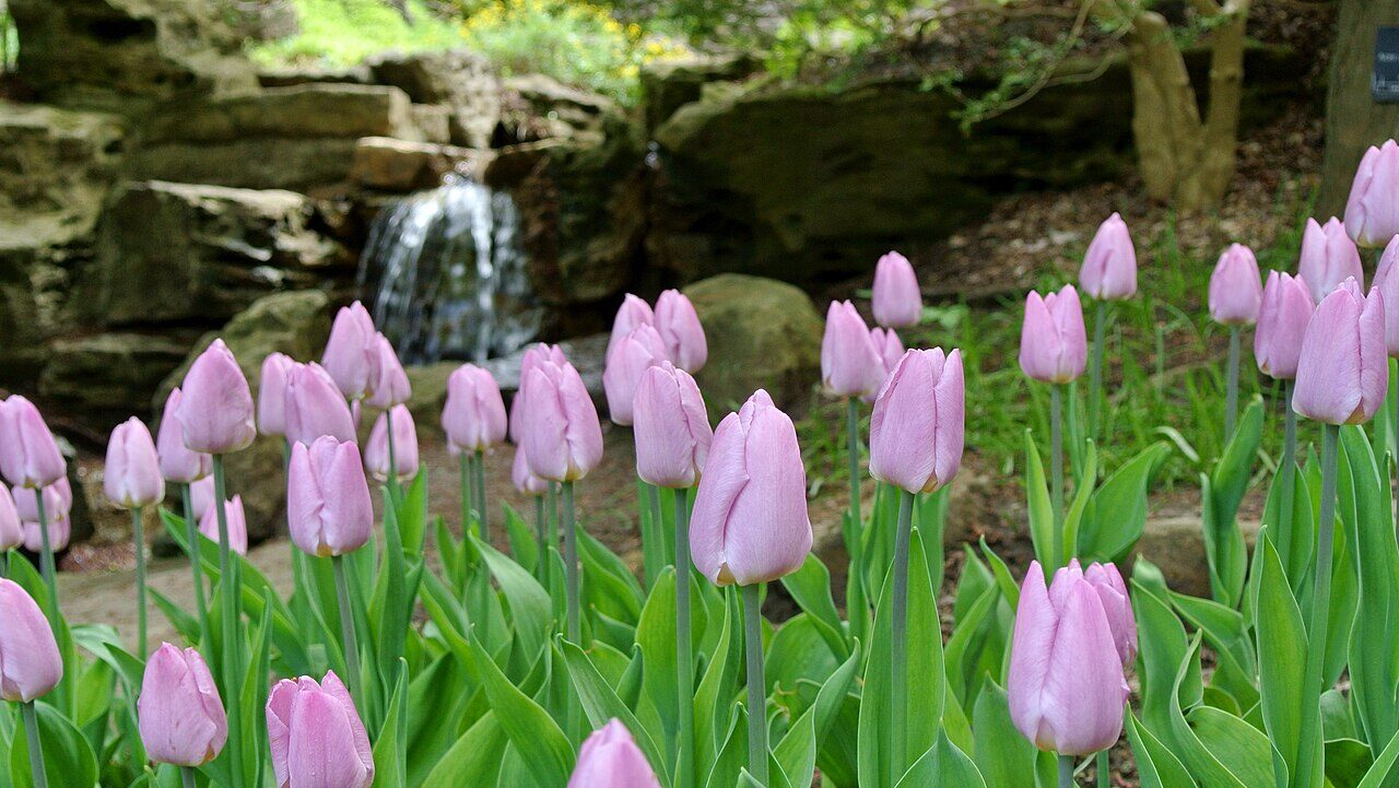 Tulips in bloom beside a waterfall at the Royal Botanical Gardens